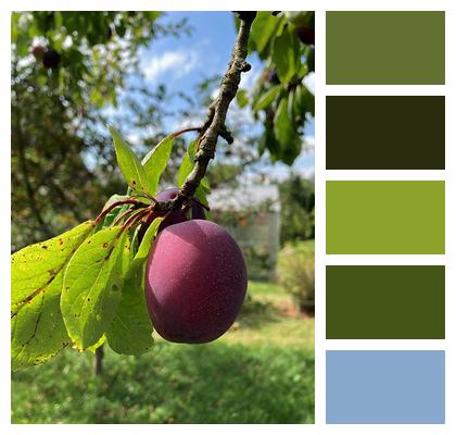 Plum Tree Fruit Plum Image